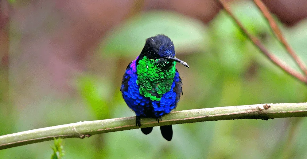 Hummingbird as a visual signal of tropical biodiversity
